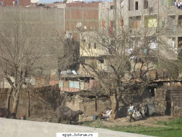 cairo anul 2008 tot undeva mai periferie linga blocurile cenusii fapt fata blocului ,oamenii cresc