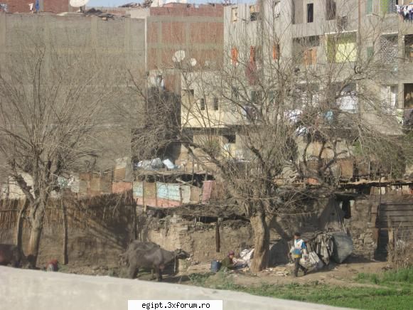 tot undeva mai la periferie linga blocurile cenusii , de fapt in fata blocului ,oamenii cresc