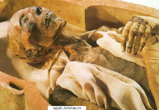 mummy - Myosotis - POZE